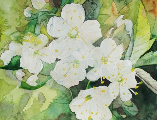 Frühling (c) Aquarell mit Kirschblüten von Frank Koebsch