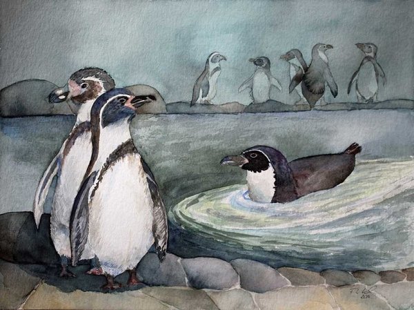 Humboldt Pinguine (c) Aquarell von Frank Koebsch