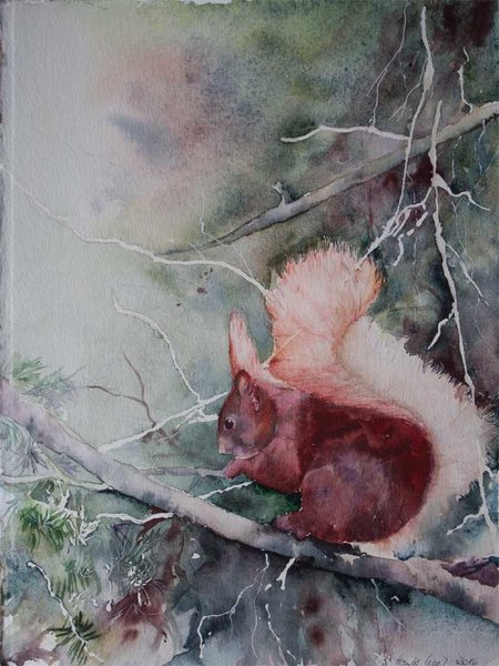 Eichhörnchen (c) Aquarell von Hanka Koebsch