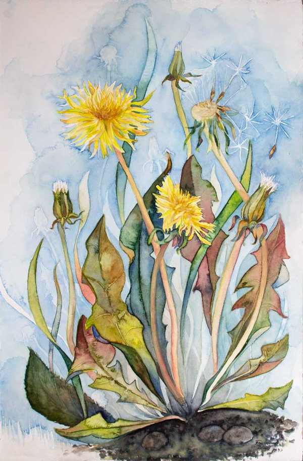 Farben der Sommerwiese (c) ein Löwenzahn Aquarell von Frank Koebsch