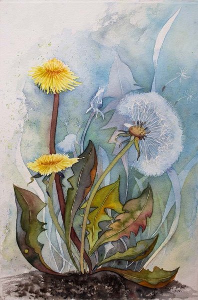 Pusteblumen – Immer wieder ein kleines Wunder (c) Aquarell von Frank Koebsch