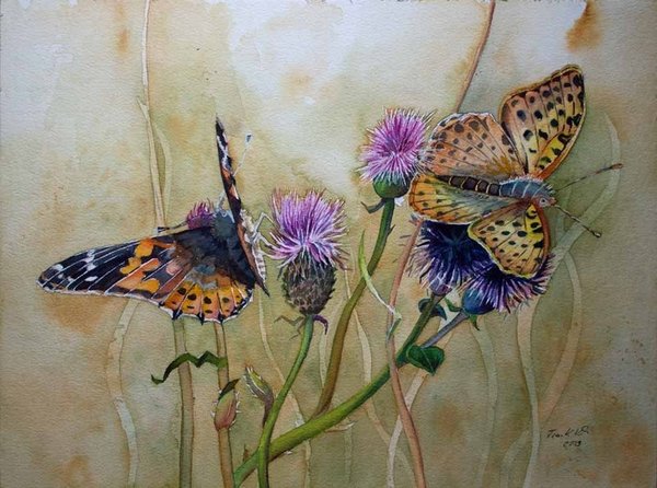 Schmetterlinge naschen von den Distelblüten (c) Aquarell von Frank Koebsch