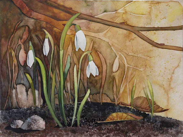 Die Frühlingsonne weckt die Schneeglöckchen (c) Aquarell von Frank Koebsch