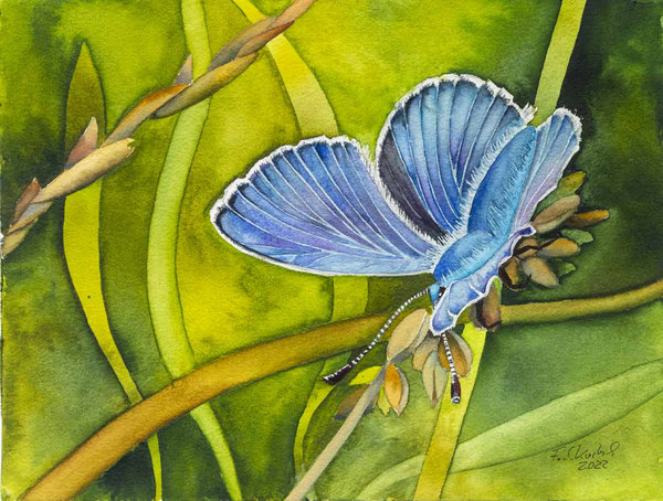 Bläuling © ein Schmetterlingsaquarell von Frank Koebsch