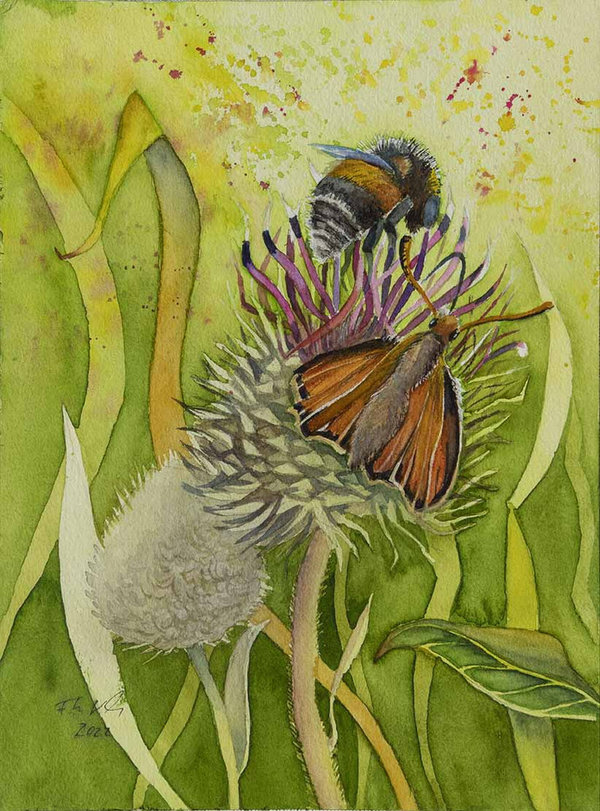 Erdhummel und Braundickkopffalter naschen an einer Distel © Schmetterlingsaquarell von Frank Koebsch