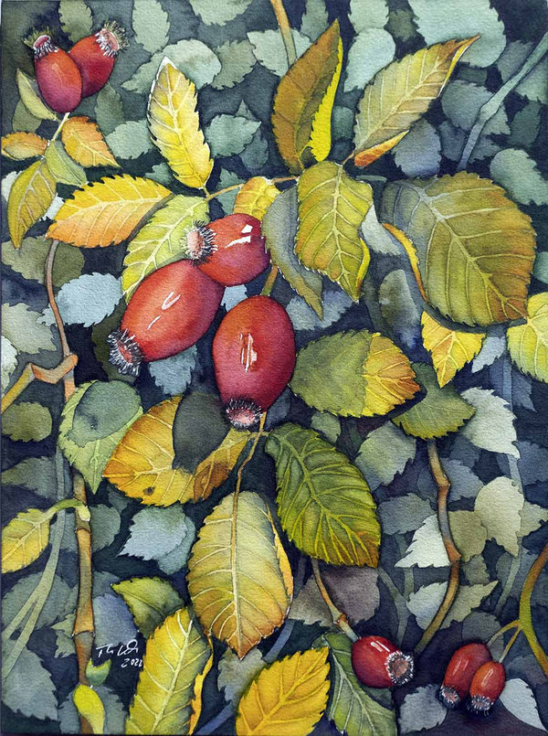 Farbspiel der Hagebutten © ein Herbstaquarell von Frank Koebsch